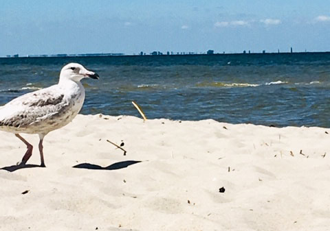 Möwe am Strand