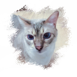 Diego, Praxiskatze, Tierarztpraxis Grube